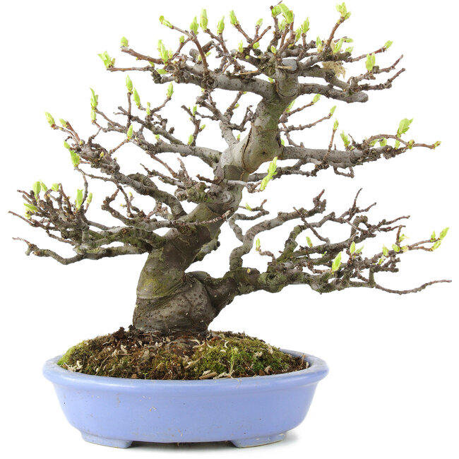 Pseudocydonia sinensis, 23,5 cm, ± 20 jaar oud