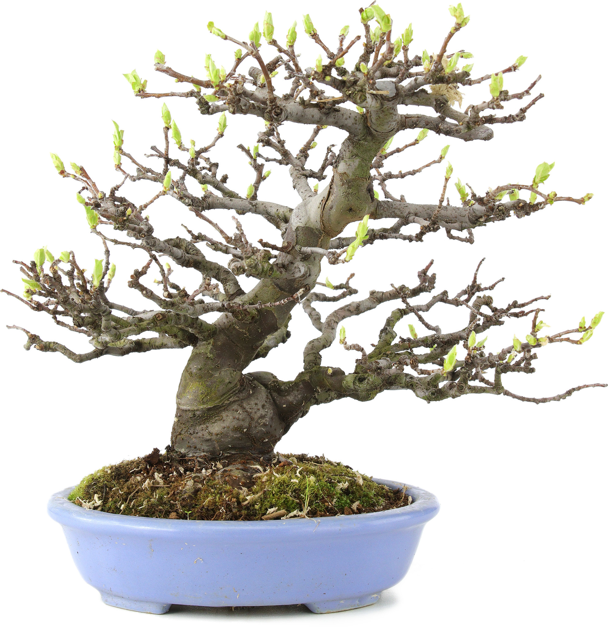 cherry tree bonsai for sale White Cherry Blossom Bonsai Tree Seeds – Helen's Greenhouse