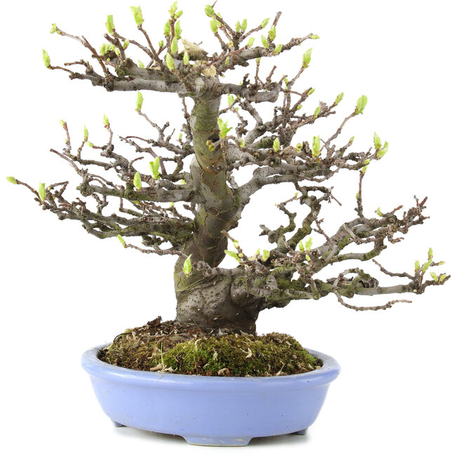 Pseudocydonia sinensis, 23,5 cm, ± 20 years old