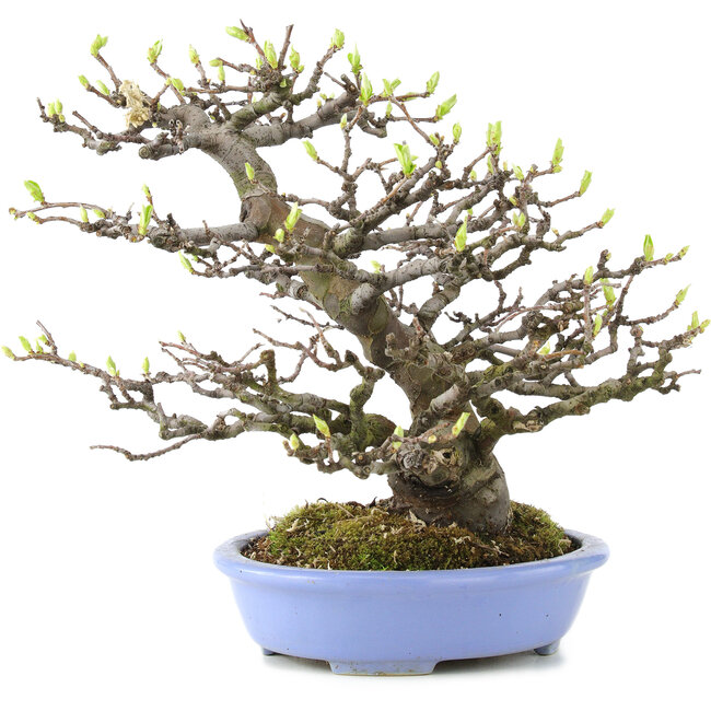 Pseudocydonia sinensis, 23,5 cm, ± 20 jaar oud