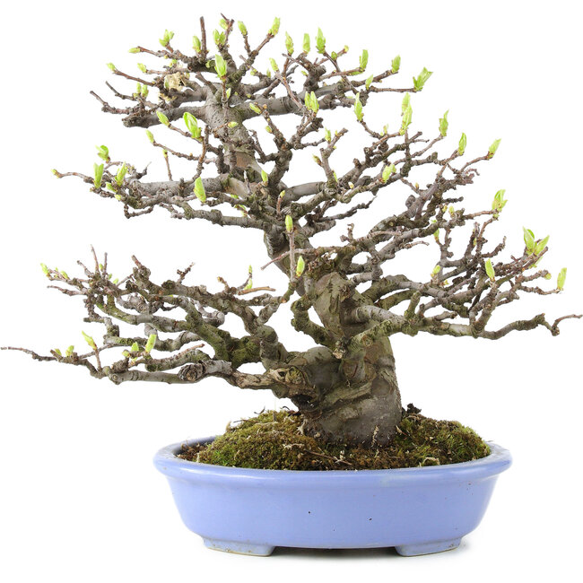 Pseudocydonia sinensis, 23,5 cm, ± 20 jaar oud