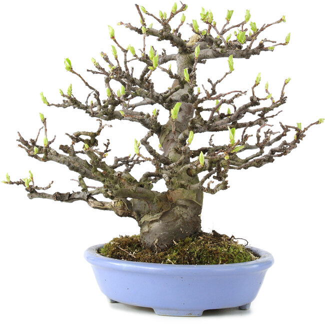 Pseudocydonia sinensis, 23,5 cm, ± 20 jaar oud