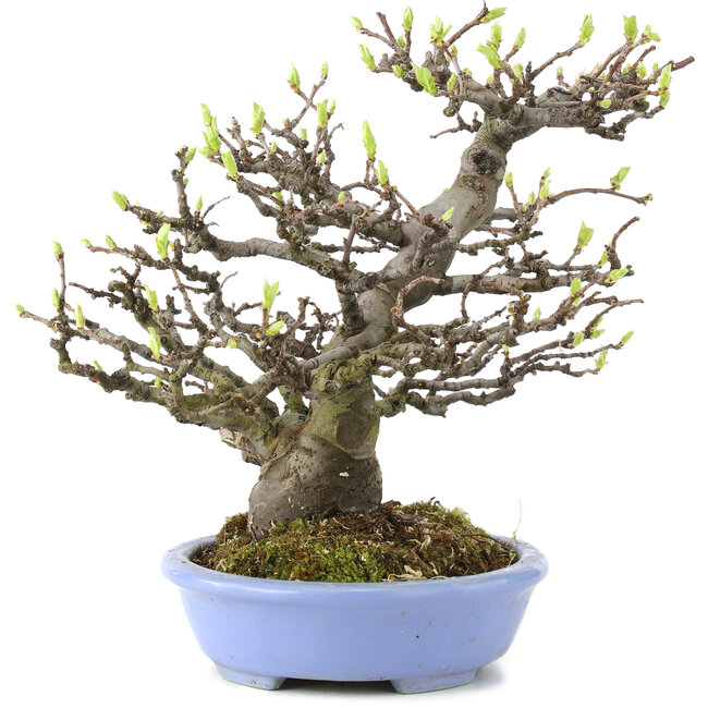 Pseudocydonia sinensis, 23,5 cm, ± 20 jaar oud