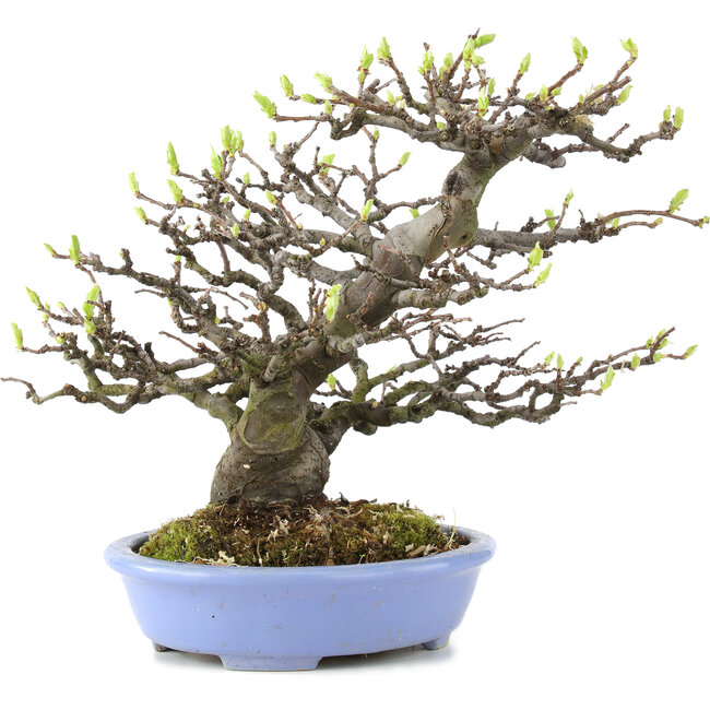 Pseudocydonia sinensis, 23,5 cm, ± 20 jaar oud