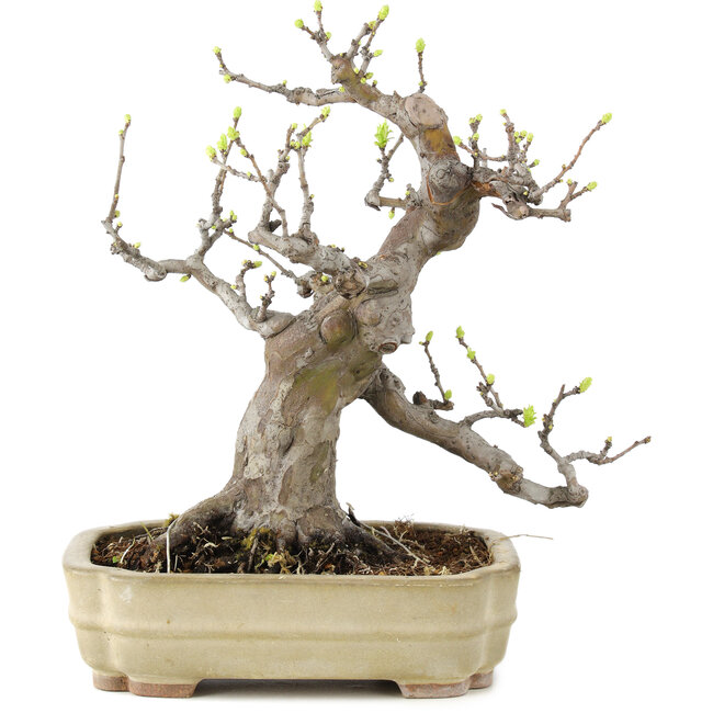 Pseudocydonia sinensis, 32 cm, ± 6 years old, in a handmade Japanese pot by Hattori