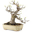 Pseudocydonia sinensis, 32 cm, ± 6 years old, in a handmade Japanese pot by Hattori