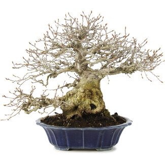 Eimei ( Yozan kiln) Carpinus coreana, 27 cm, ± 25 anni