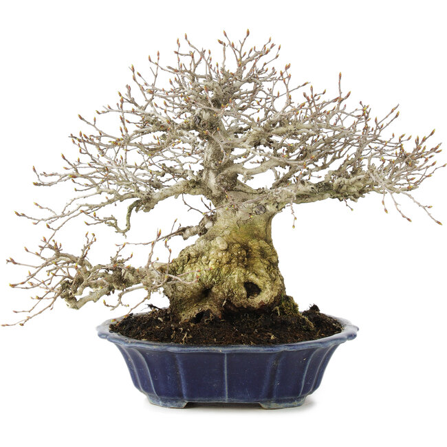 Carpinus coreana, 27 cm, ± 25 years old, in a handmade Japanese pot by Eime Yozan