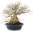 Carpinus coreana, 27 cm, ± 25 years old, in a handmade Japanese pot by Eime Yozan