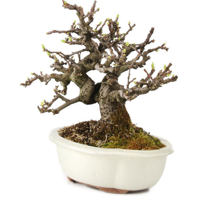 Pseudocydonia sinensis, 18 cm, ± 11 ans