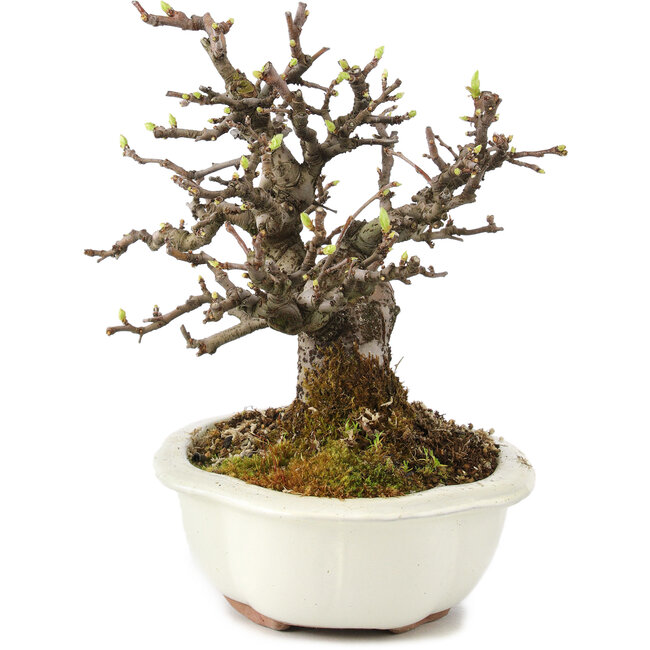 Pseudocydonia sinensis, 18 cm, ± 11 Jahre alt