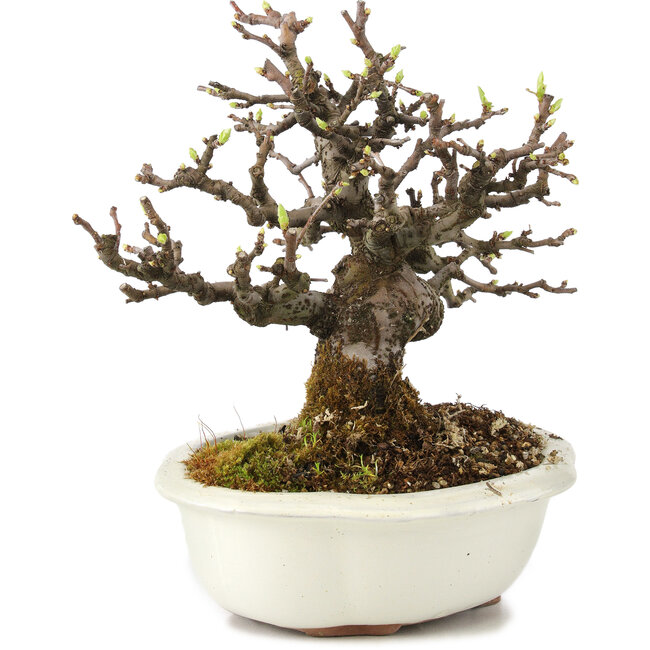 Pseudocydonia sinensis, 18 cm, ± 11 ans