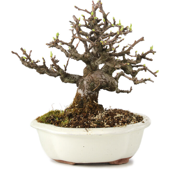 Pseudocydonia sinensis, 18 cm, ± 11 anni