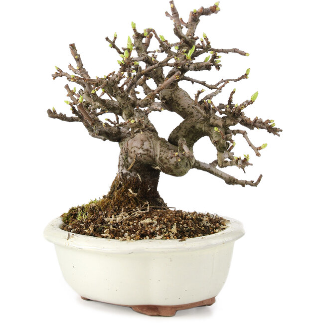 Pseudocydonia sinensis, 18 cm, ± 11 ans