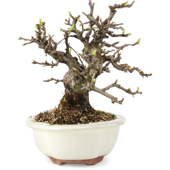 Pseudocydonia sinensis, 18 cm, ± 11 ans