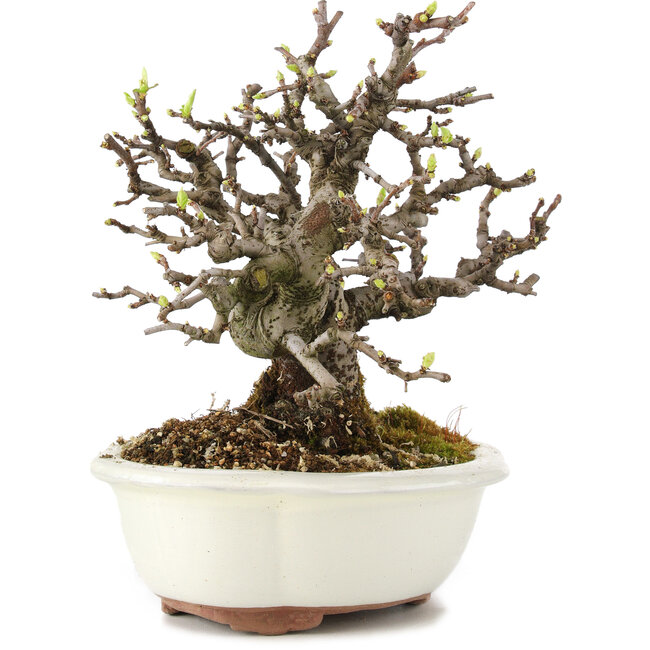 Pseudocydonia sinensis, 18 cm, ± 11 Jahre alt