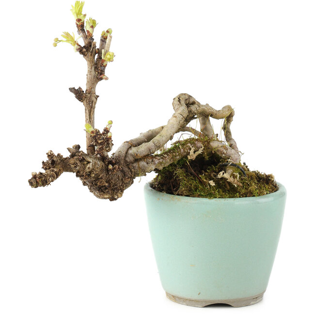Akebia quinata, 10 cm, ± 6 jaar oud