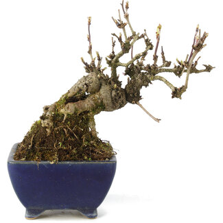 Akebia quinata, 18 cm, ± 15 jaar oud