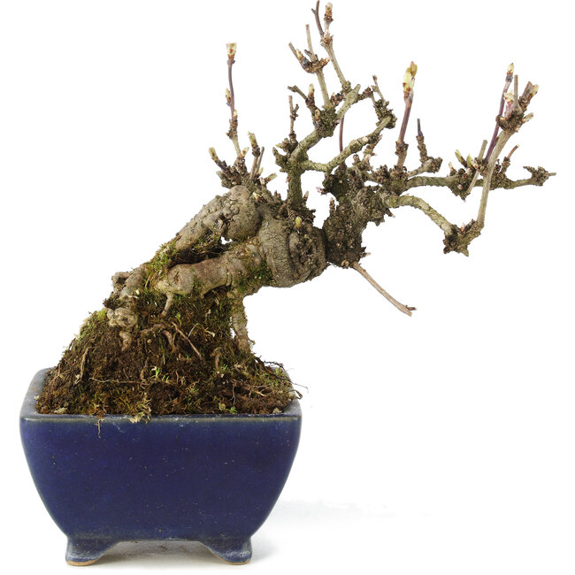 Akebia quinata, 18 cm, ± 15 Jahre alt