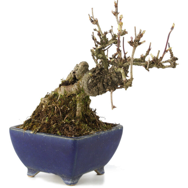 Akebia quinata, 18 cm, ± 15 Jahre alt