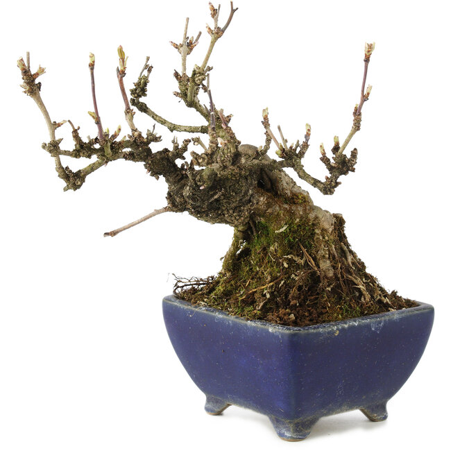 Akebia quinata, 18 cm, ± 15 anni