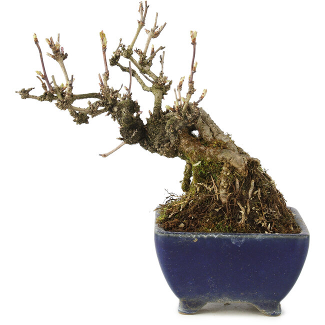 Akebia quinata, 18 cm, ± 15 ans