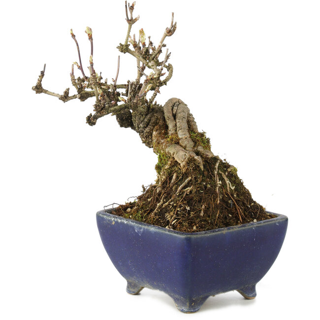 Akebia quinata, 18 cm, ± 15 years old