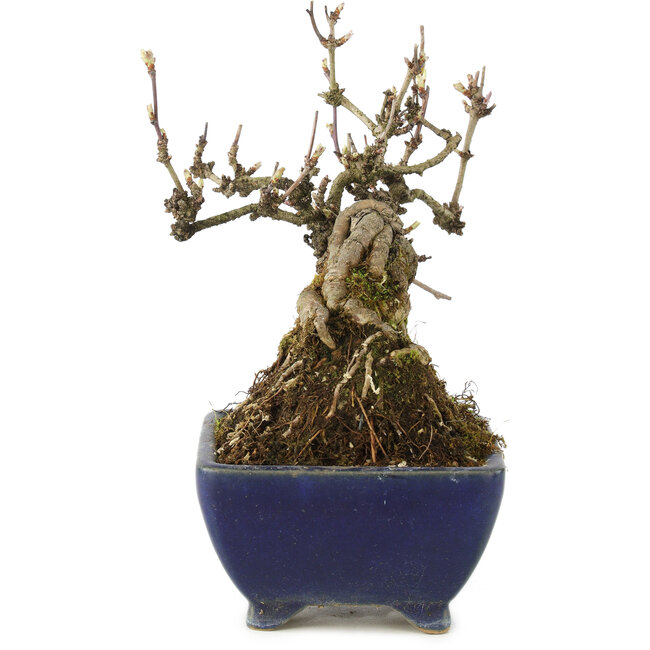 Akebia quinata, 18 cm, ± 15 years old