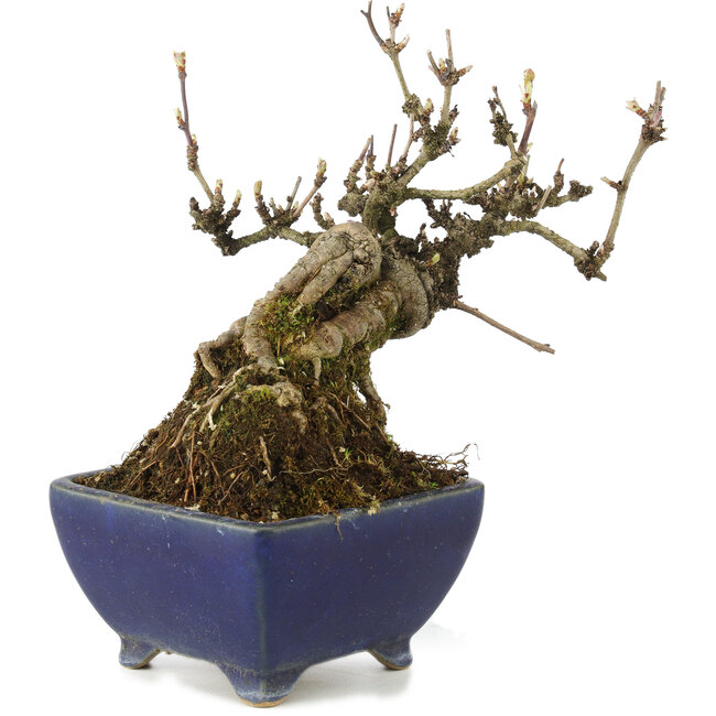 Akebia quinata, 18 cm, ± 15 Jahre alt