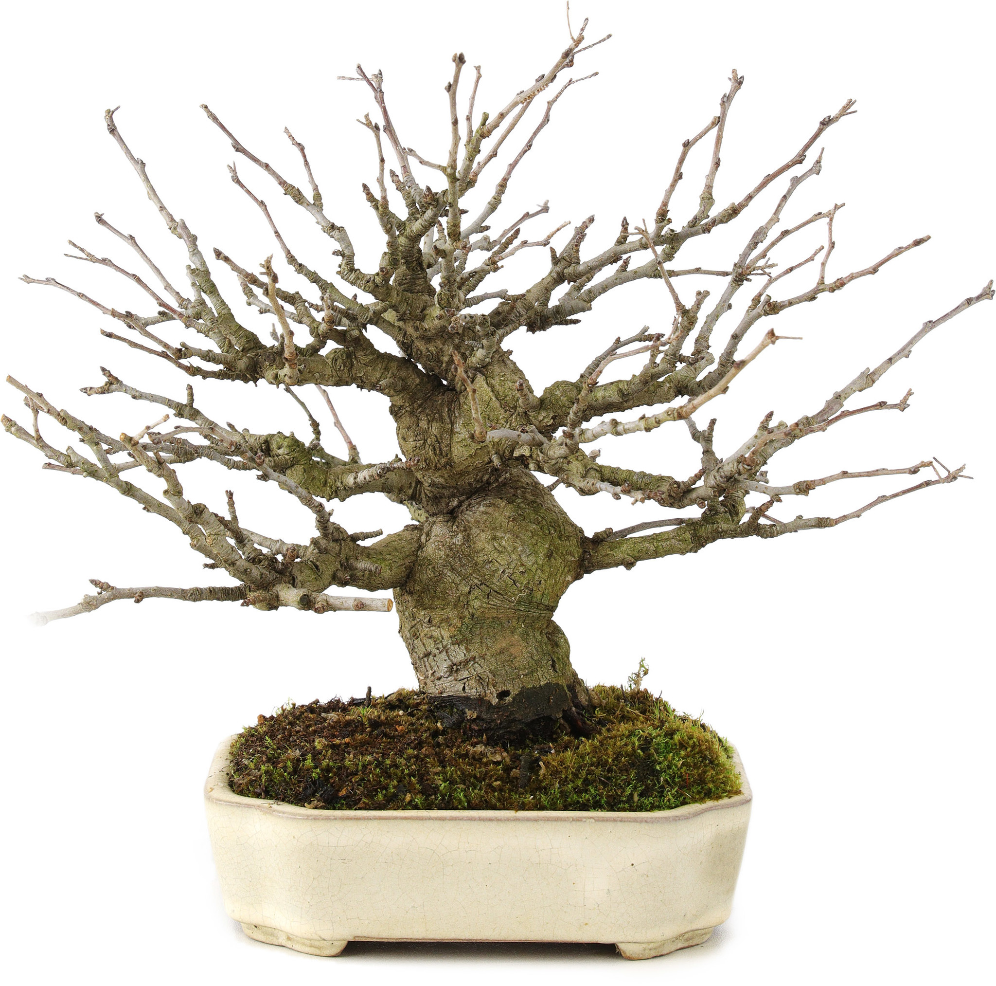 Pourthiaea villosa Decne, 21,5 cm,  15 years old - Bonsai Plaza