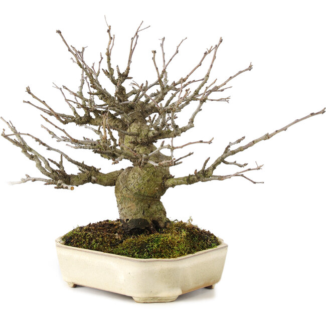 Pourthiaea villosa Decne, 21,5 cm, ± 15 jaar oud