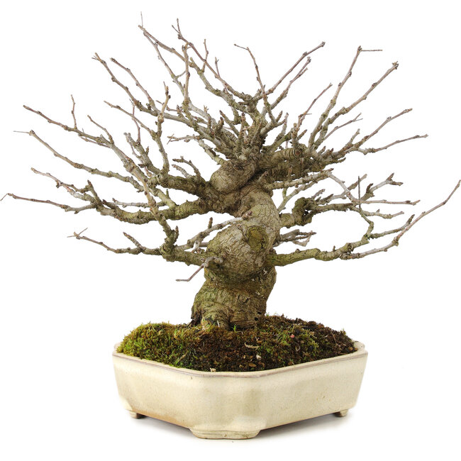 Pourthiaea villosa Decne, 21,5 cm, ± 15 años