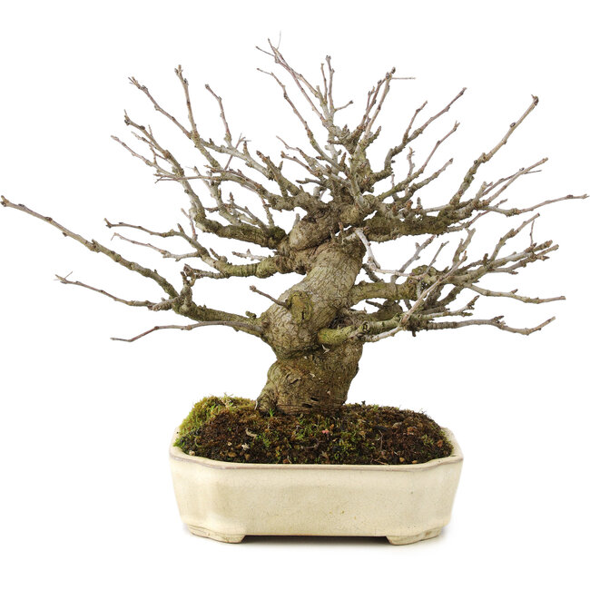 Pourthiaea villosa Decne, 21,5 cm, ± 15 jaar oud