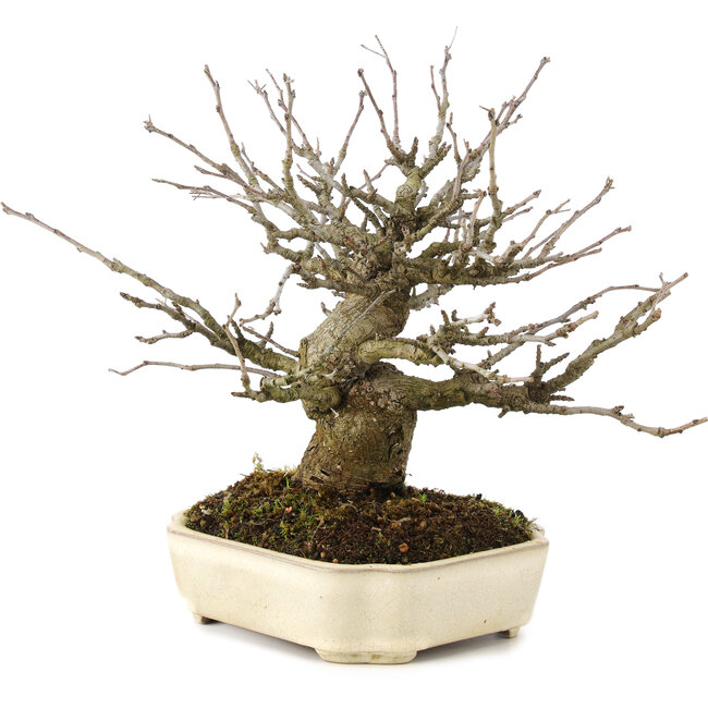 Pourthiaea villosa Decne, 21,5 cm, ± 15 years old