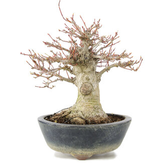 Acer palmatum, 22 cm, ± 20 ans