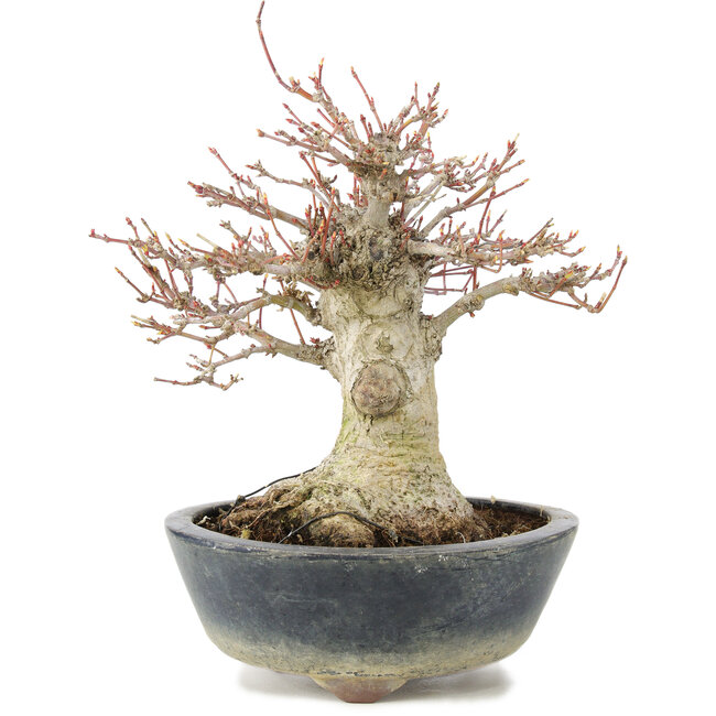 Acer palmatum, 22 cm, ± 20 años, con nebari de 11 cm