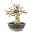 Acer palmatum, 22 cm, ± 20 anni, con un nebari di 11 cm