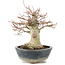 Acer palmatum, 22 cm, ± 20 años, con nebari de 11 cm