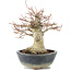 Acer palmatum, 22 cm, ± 20 ans, avec un nebari de 11 cm