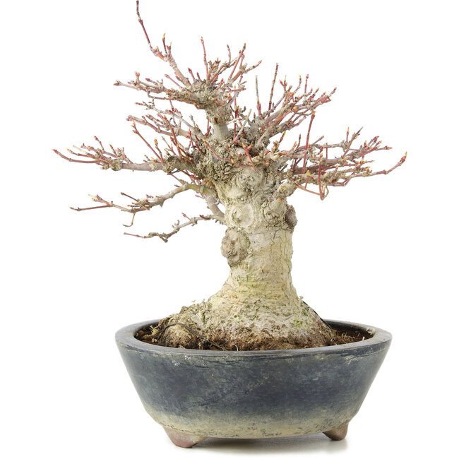 Acer palmatum, 22 cm, ± 20 jaar oud, met een nebari van 11 cm