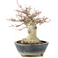 Acer palmatum, 22 cm, ± 20 anni, con un nebari di 11 cm