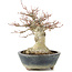 Acer palmatum, 22 cm, ± 20 jaar oud, met een nebari van 11 cm