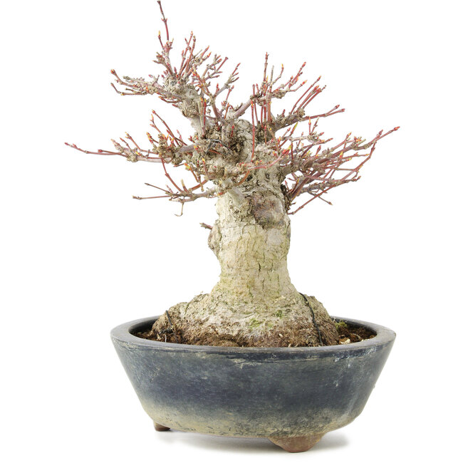 Acer palmatum, 22 cm, ± 20 years old, with a nebari of 11 cm