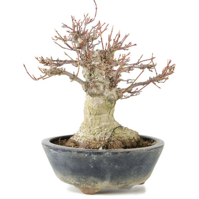 Acer palmatum, 22 cm, ± 20 years old, with a nebari of 11 cm