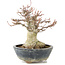 Acer palmatum, 22 cm, ± 20 years old, with a nebari of 11 cm