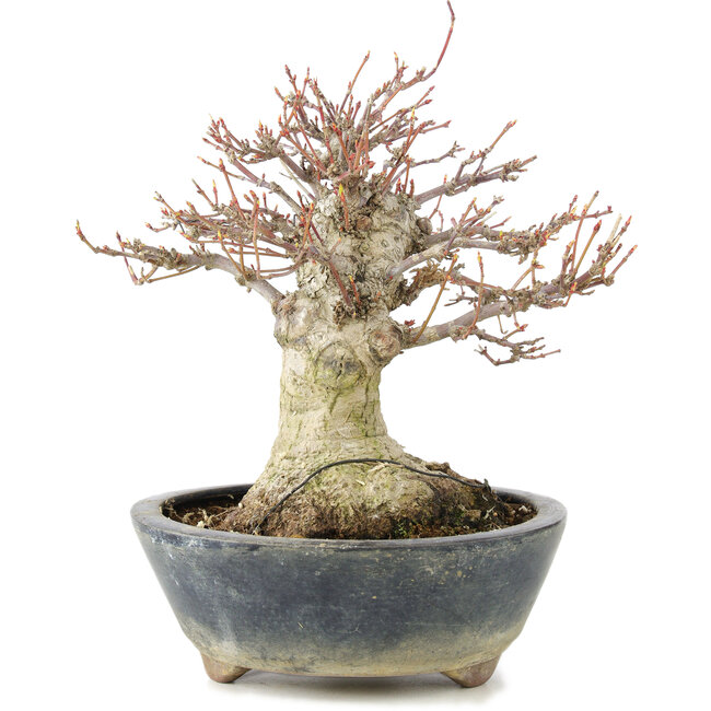 Acer palmatum, 22 cm, ± 20 ans, avec un nebari de 11 cm