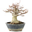 Acer palmatum, 22 cm, ± 20 anni, con un nebari di 11 cm