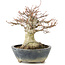 Acer palmatum, 22 cm, ± 20 años, con nebari de 11 cm