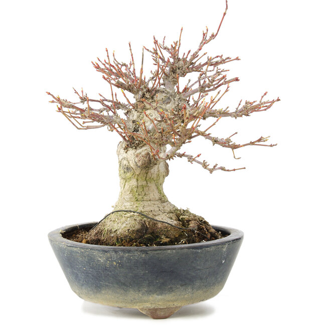 Acer palmatum, 22 cm, ± 20 anni, con un nebari di 11 cm