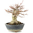 Acer palmatum, 22 cm, ± 20 jaar oud, met een nebari van 11 cm
